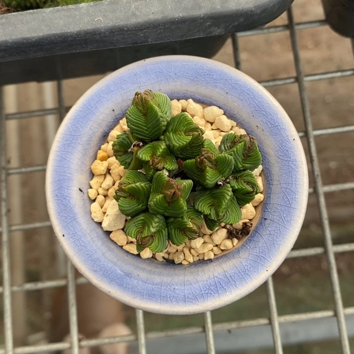 伯克利和他的朋友们在