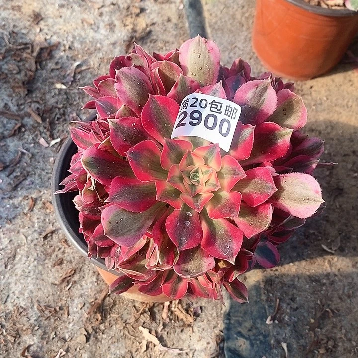 2900 一颗粉女巫法师