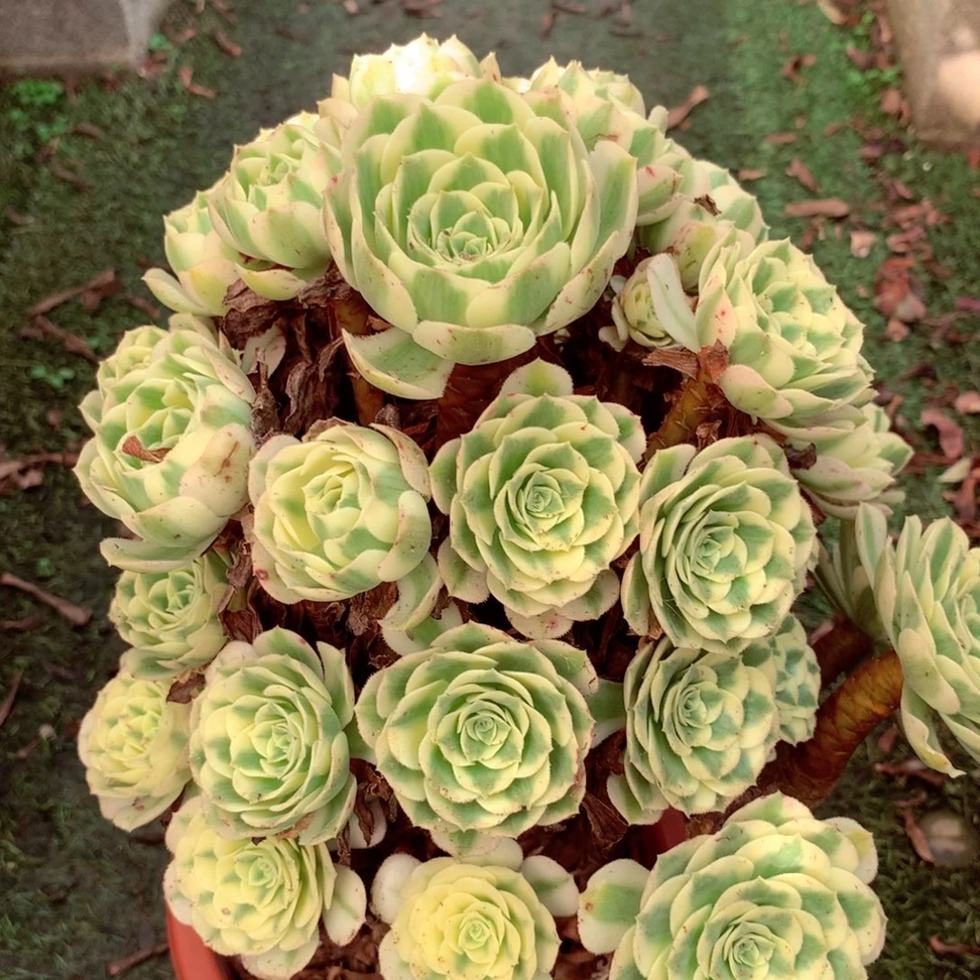 迈巴赫，多肉植物的