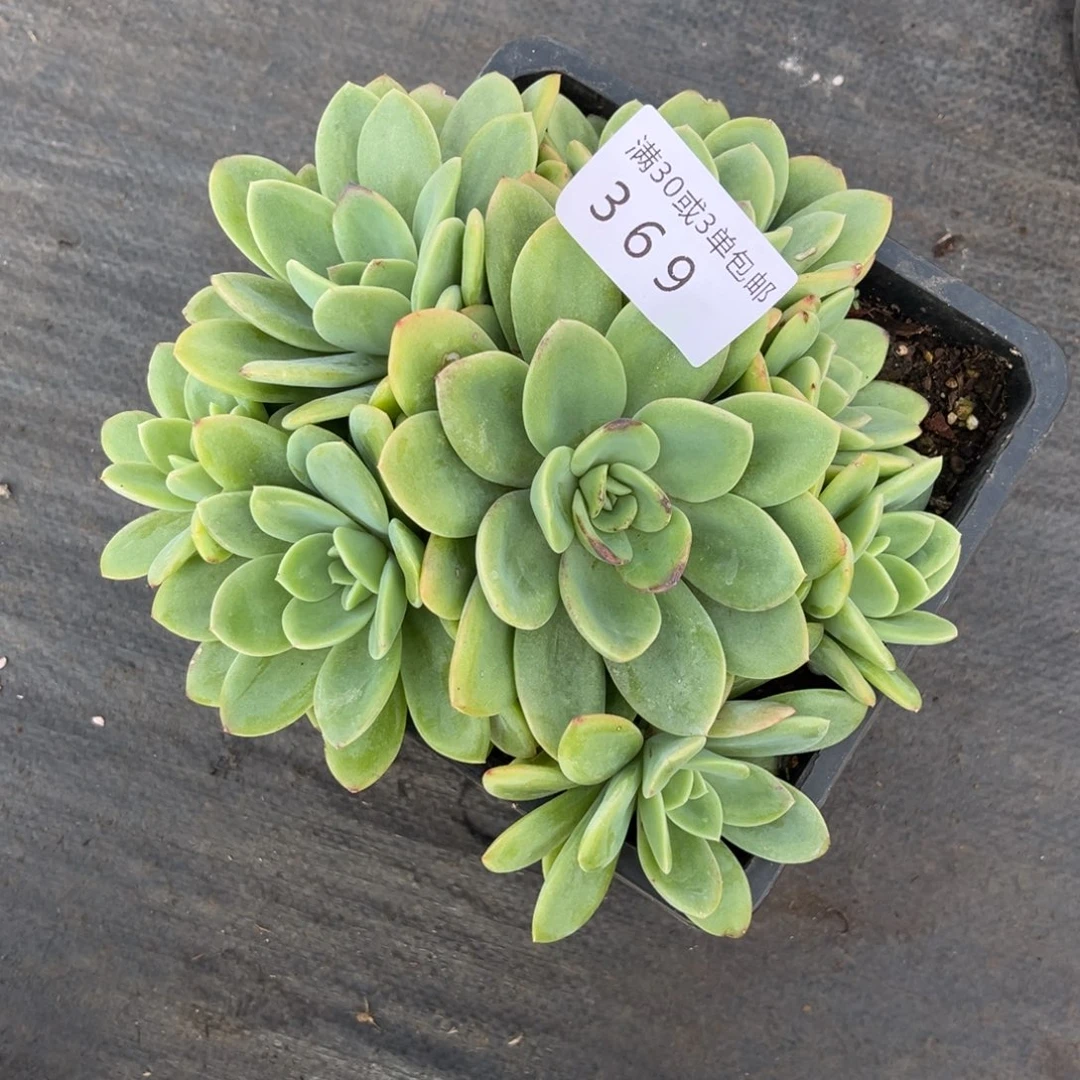 顾***歌369柠檬茶有砍不售后～