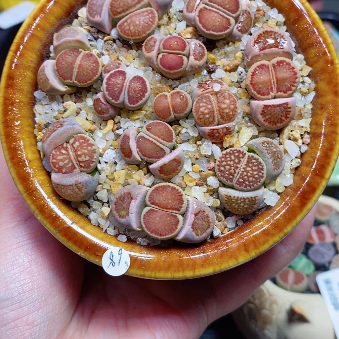 滢*4生石花花花花开了