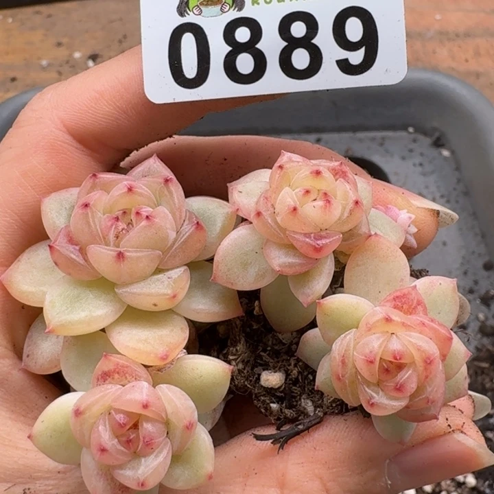 多肉植物多肉植物