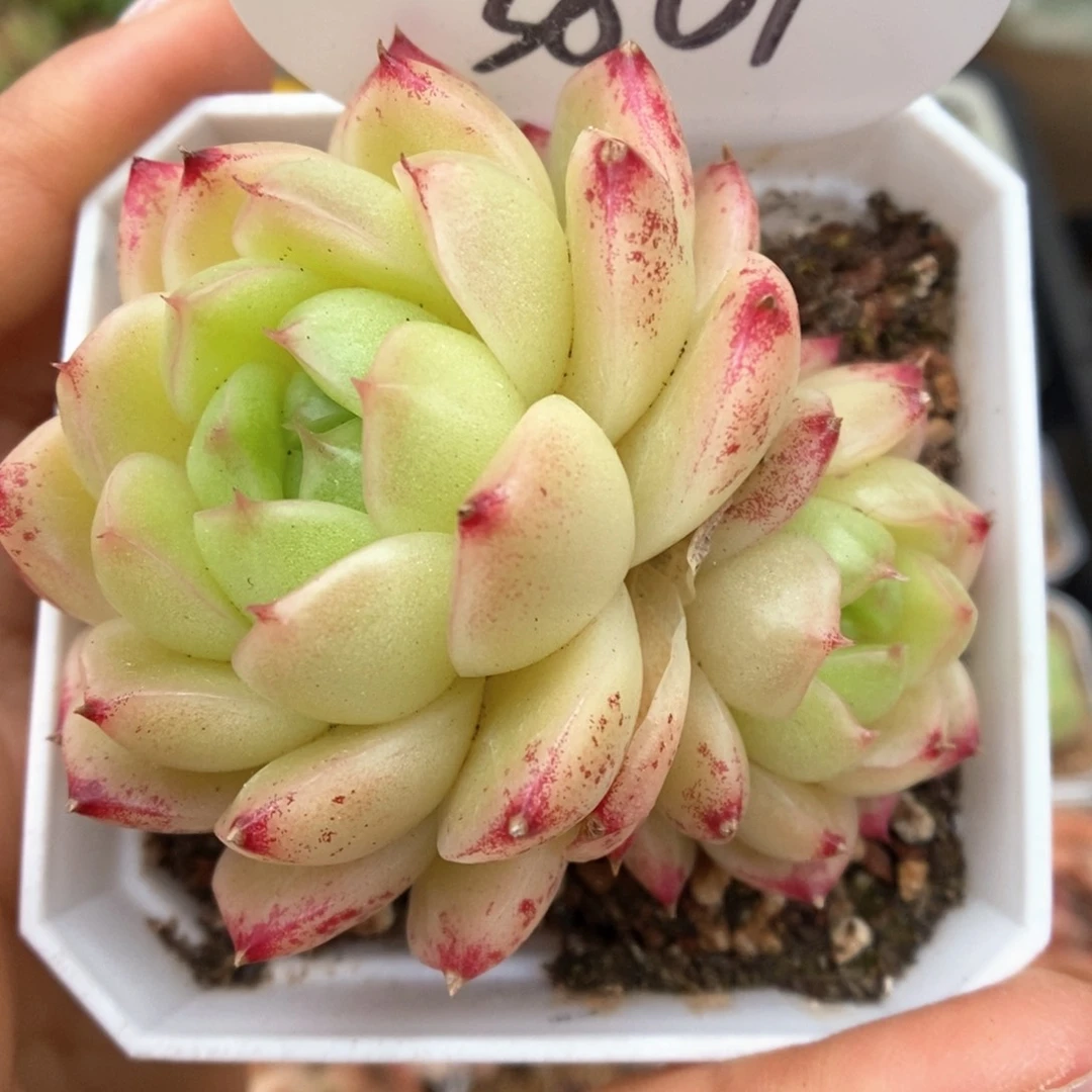 菠萝蜜麦秆可拍3861号。