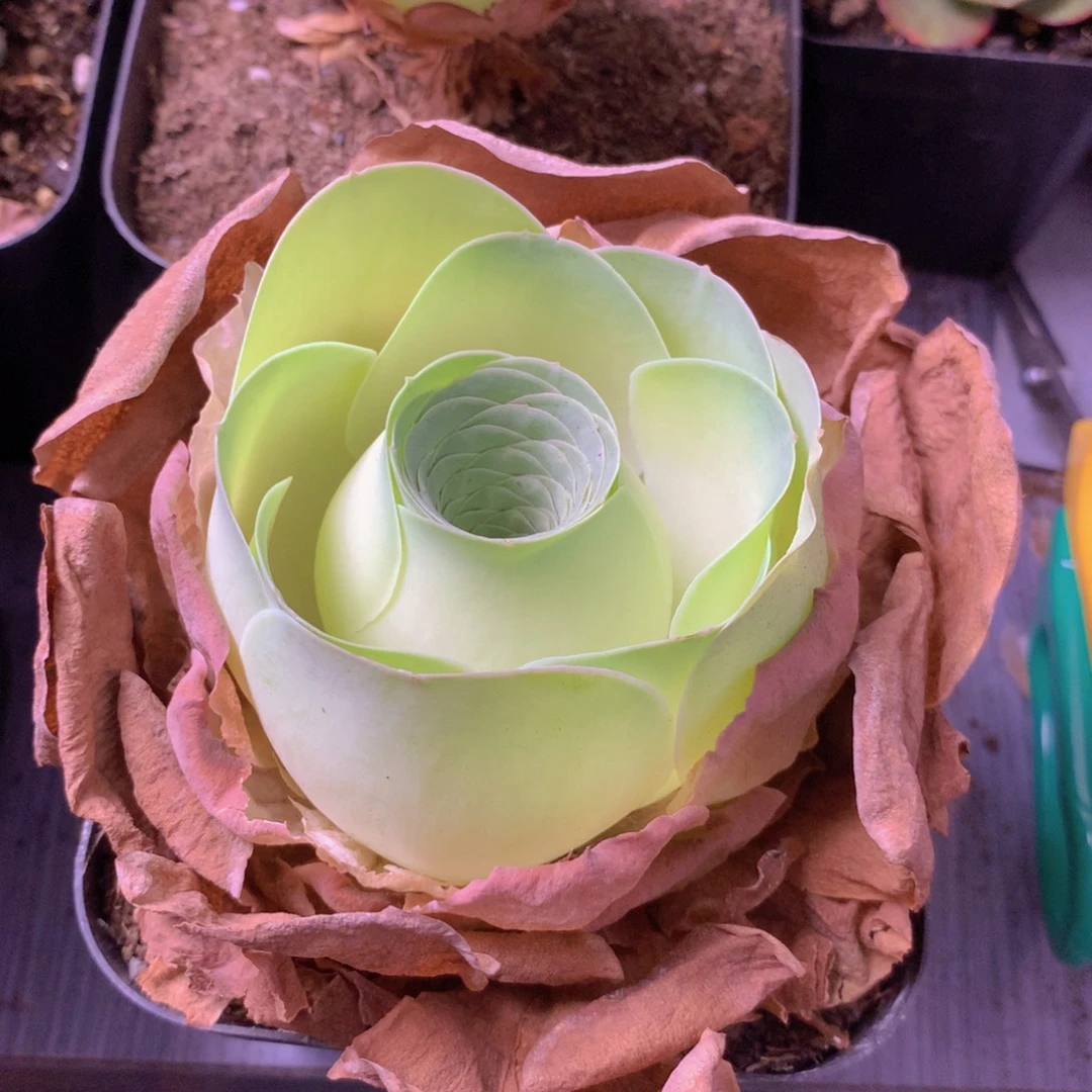 _***o一物一拍星辰福利009