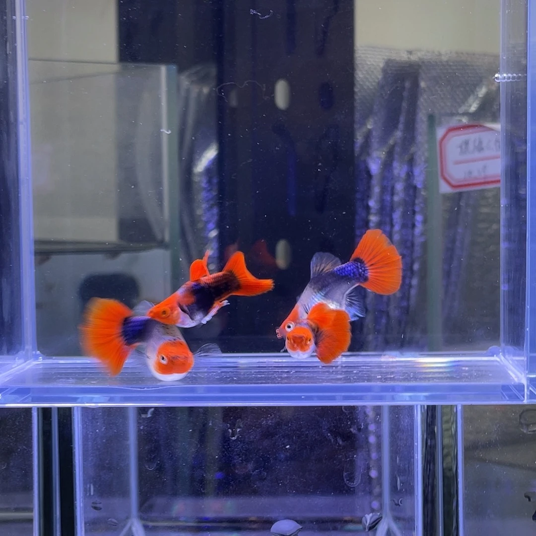 孔雀鱼深海蓝贵族球2对