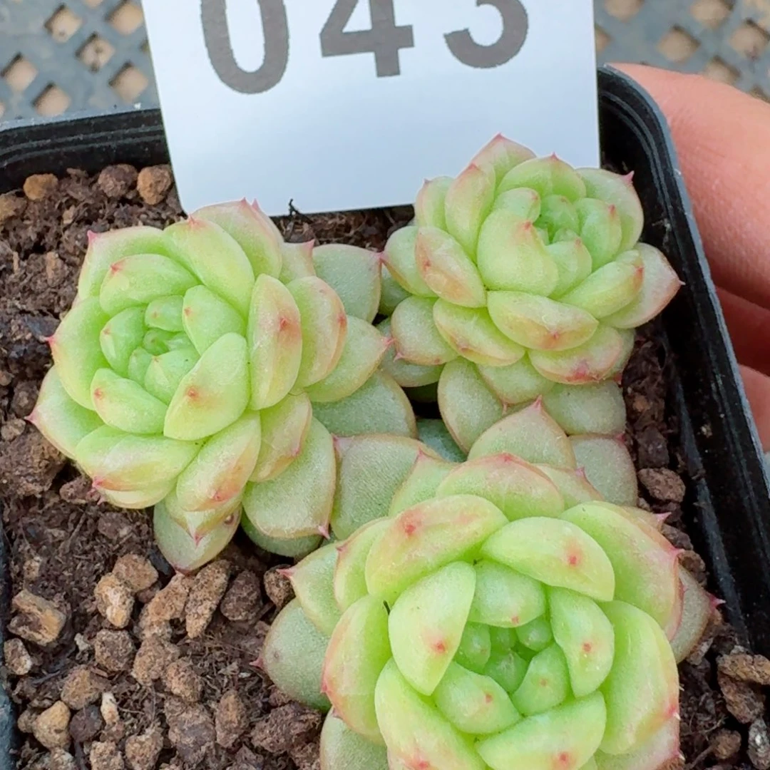 灯泡珍妮群生         精品多肉