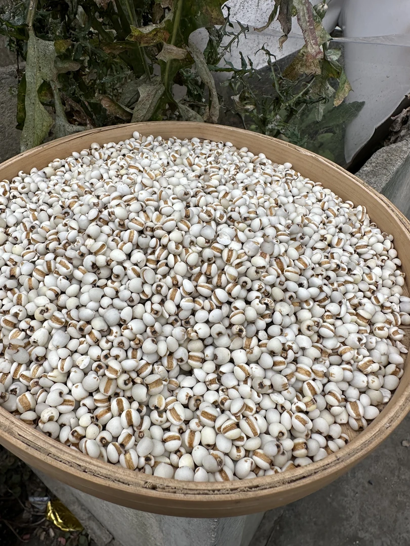 【薏仁米】贵州高山小薏米