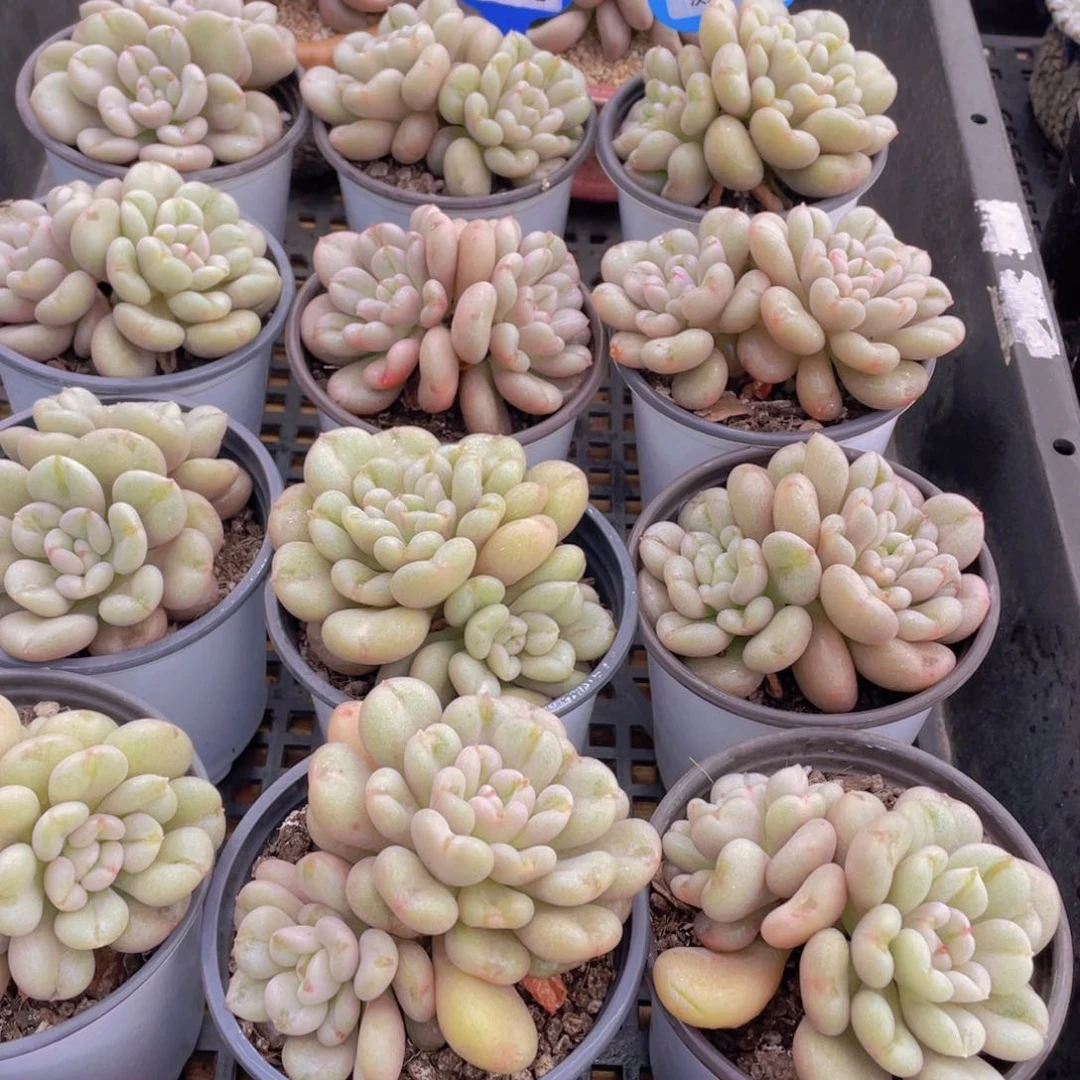 量拍48号 爱心型比尔盖茨大双头一个