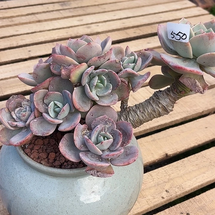 ۵***࿐550血凤脱土发货不退不换