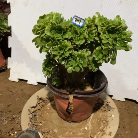 绿杨蓉缀一物一拍