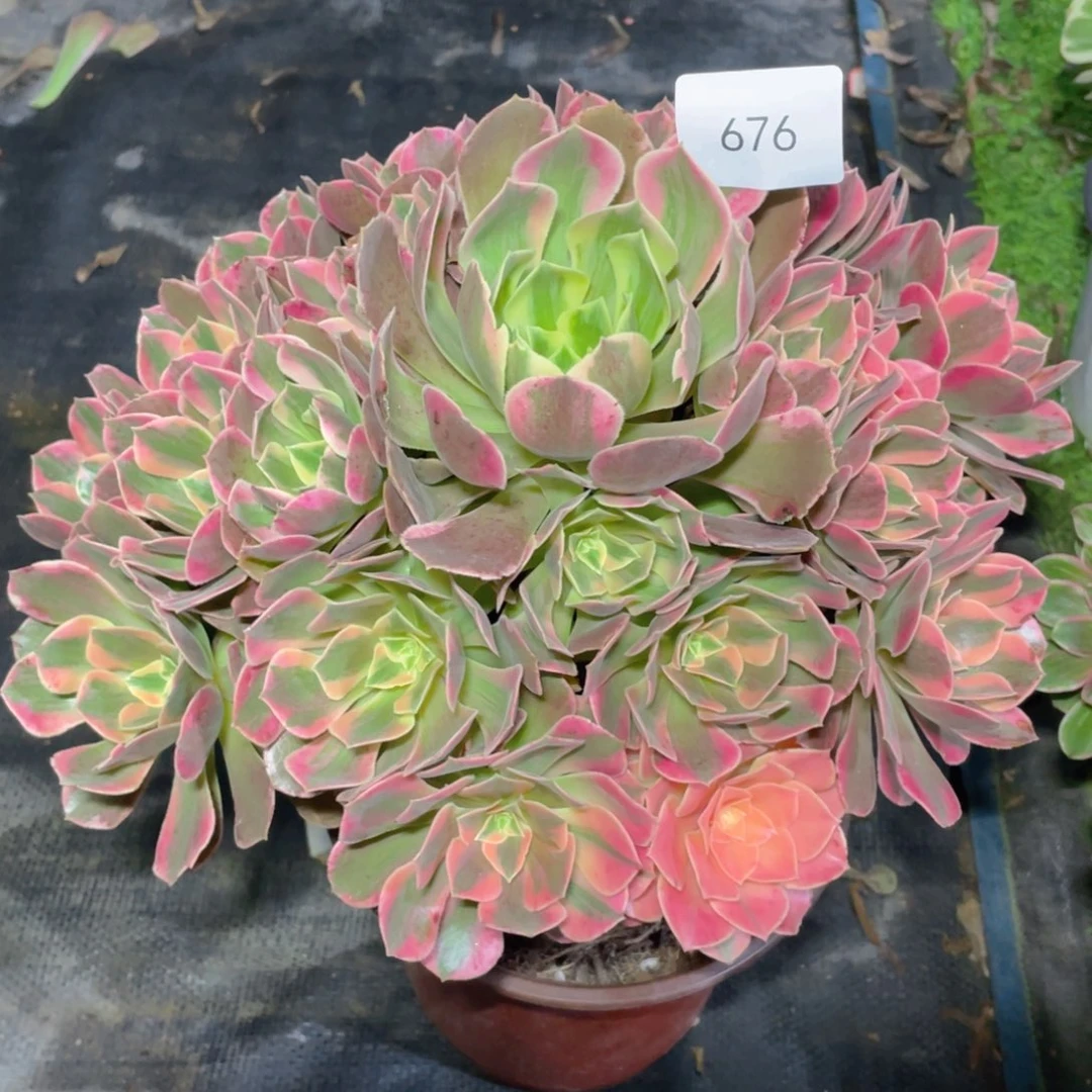 676女妖精品法师多肉