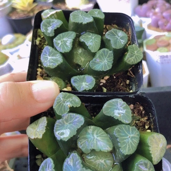 无花朵1179，两颗万象