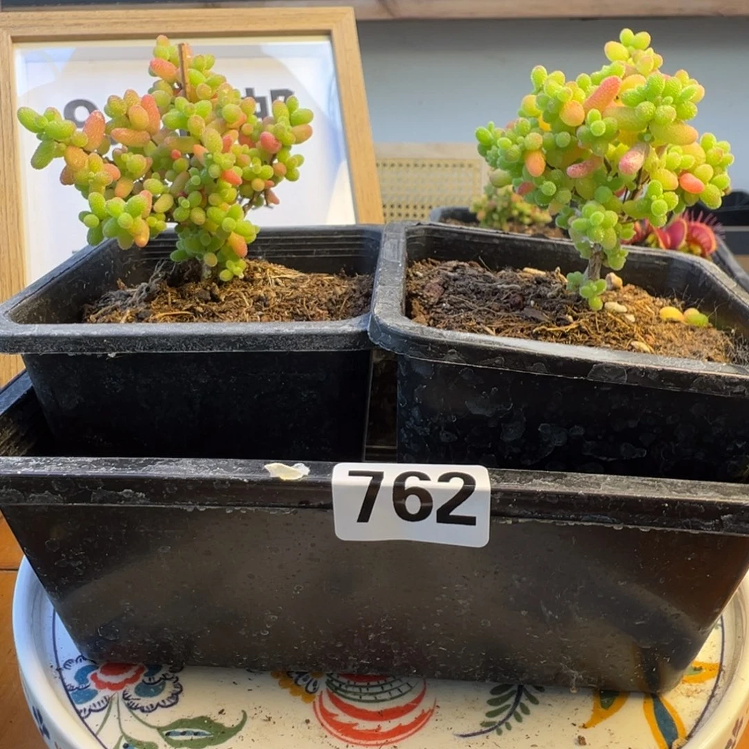 枝干番杏多肉植物762