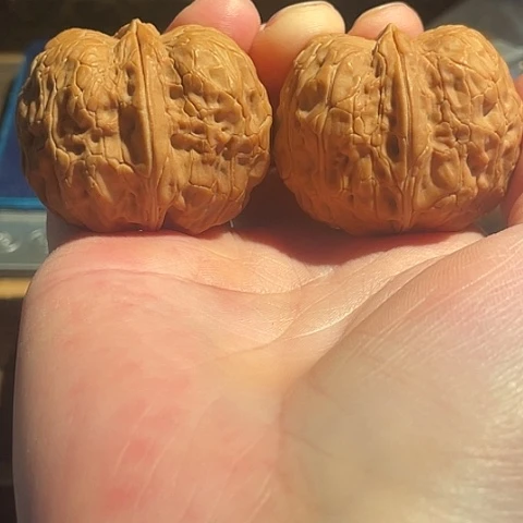 把件文玩核桃黄金蟒带彩42