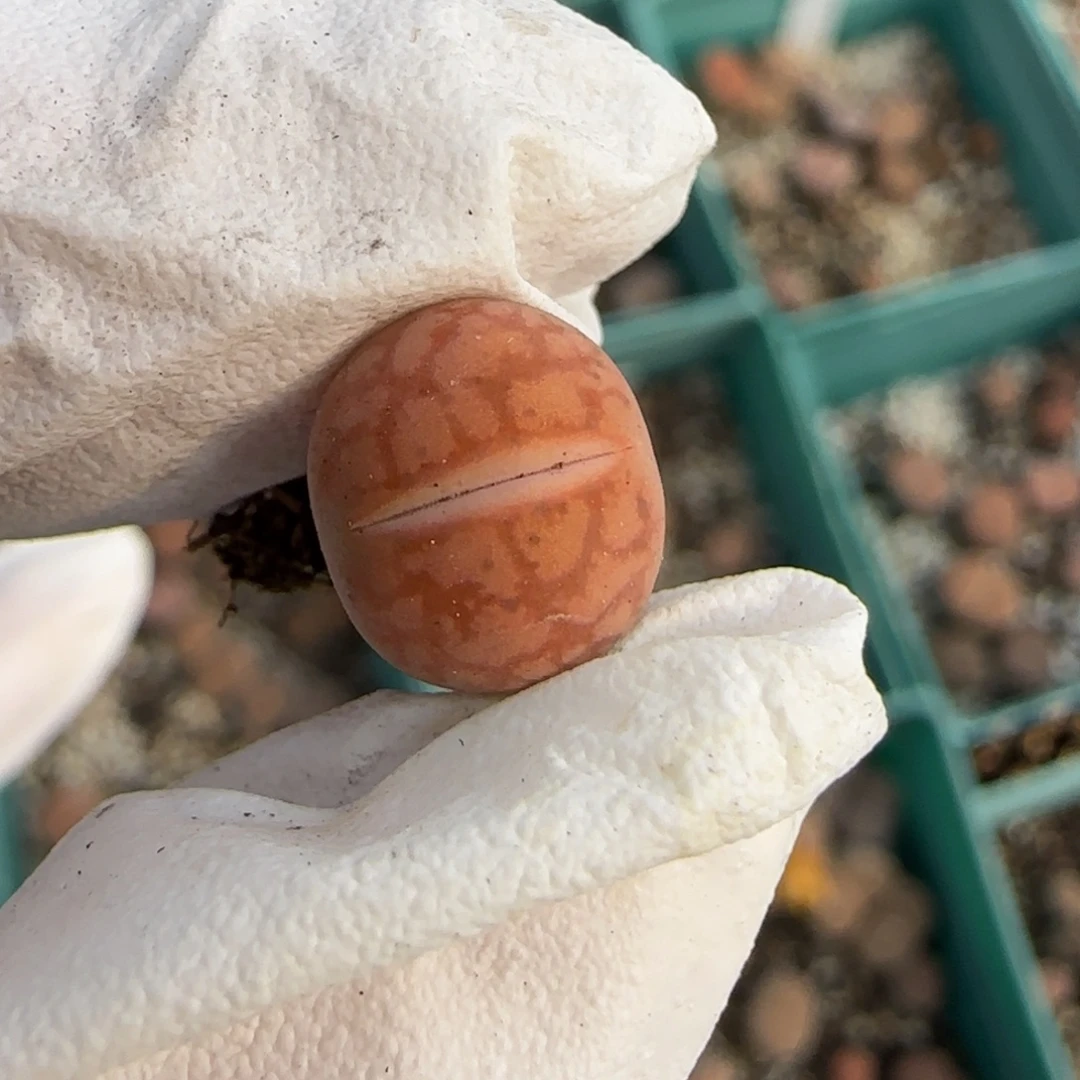 深***色11.25. 。球球的一箭之遥。 9050