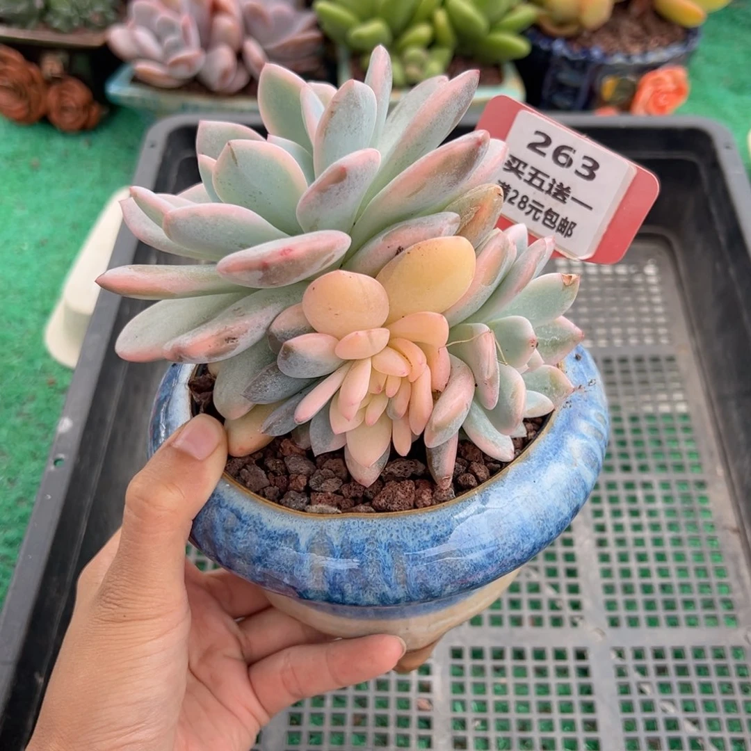 表妹精品多肉植物263.