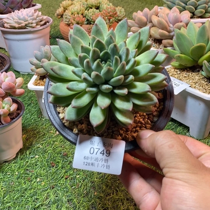 0749啊啊啊啊啊啊啊啊啊