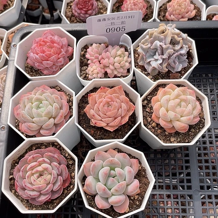 薇薇安园艺多肉0905