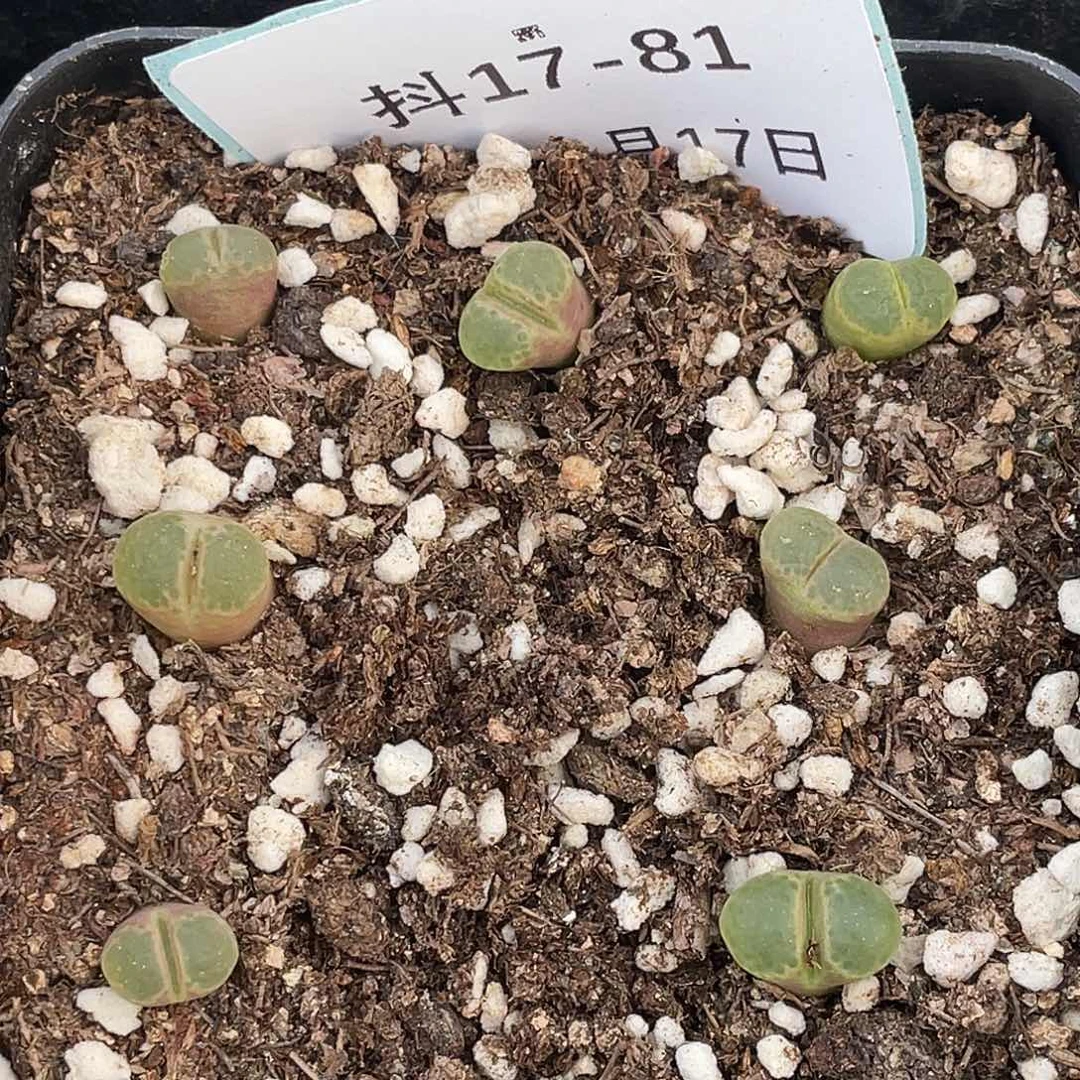 17-81樱花风铃肉锥