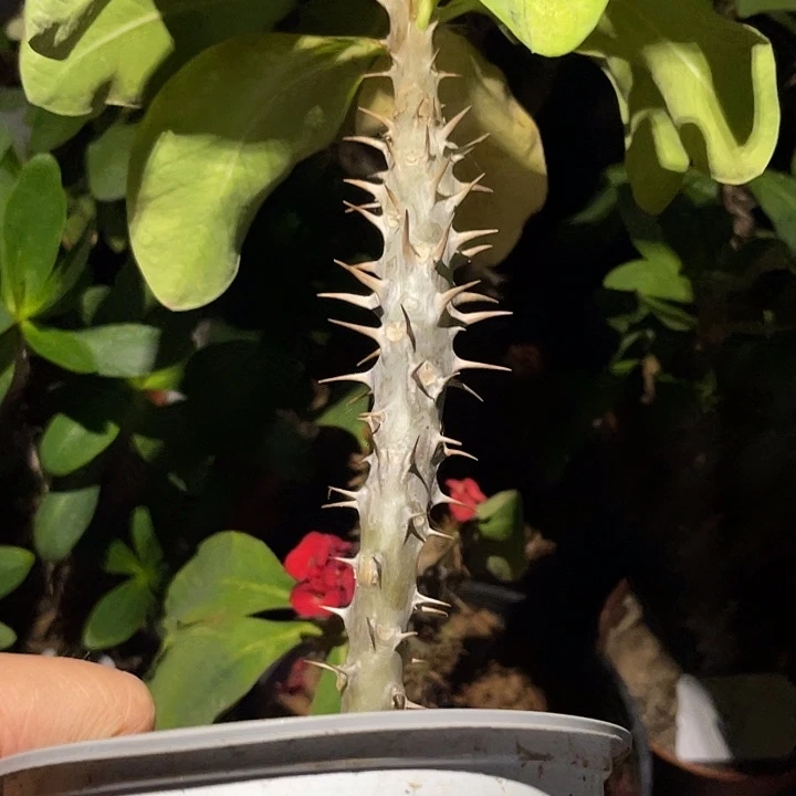 虎刺梅带根伊丽莎白20元