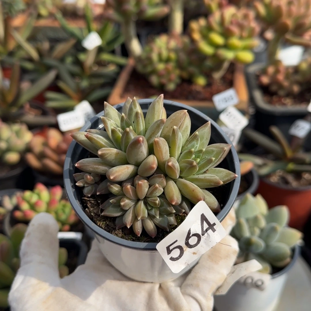 564号一物一拍一物一拍一物一拍