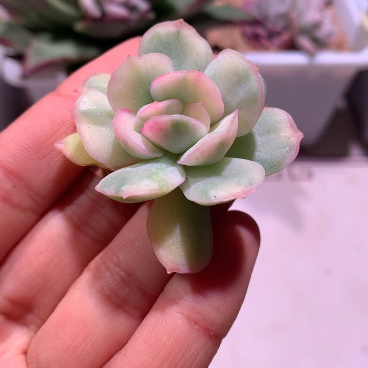 蛋糕锦锦锦锦锦锦锦