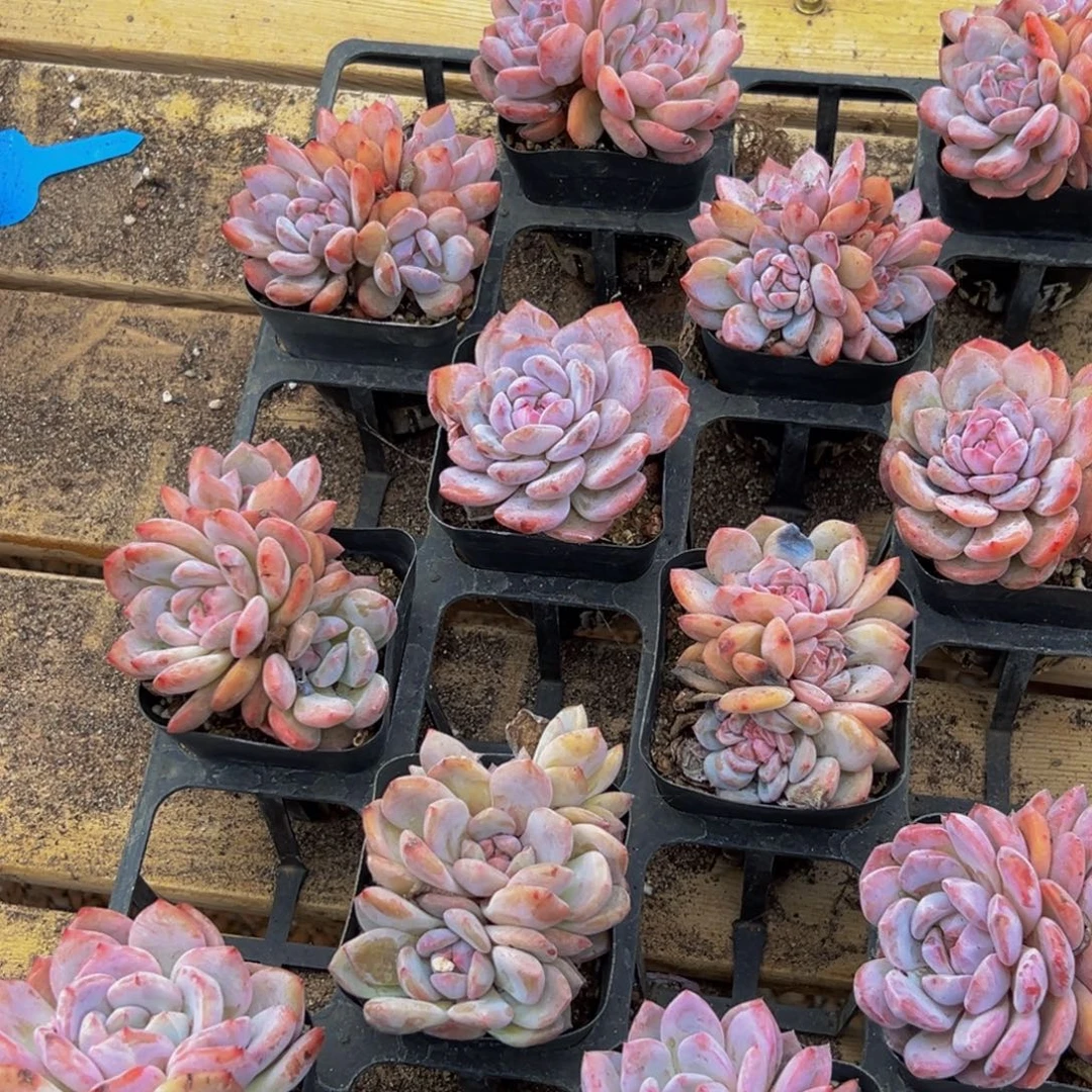 465多肉植物的生长发育规律及