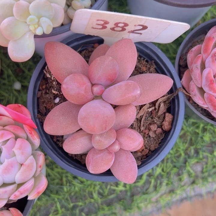 健健康康平平安安