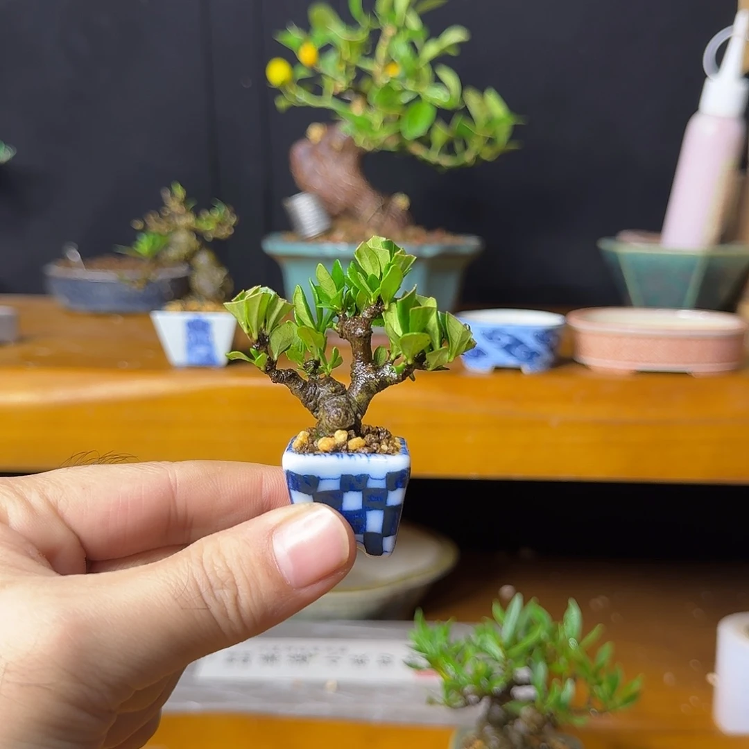 清誉栀子花微小盆景