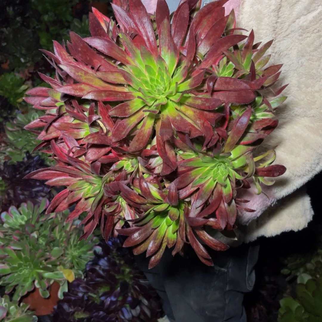 孔雀锦多肉植物捧花的上盆