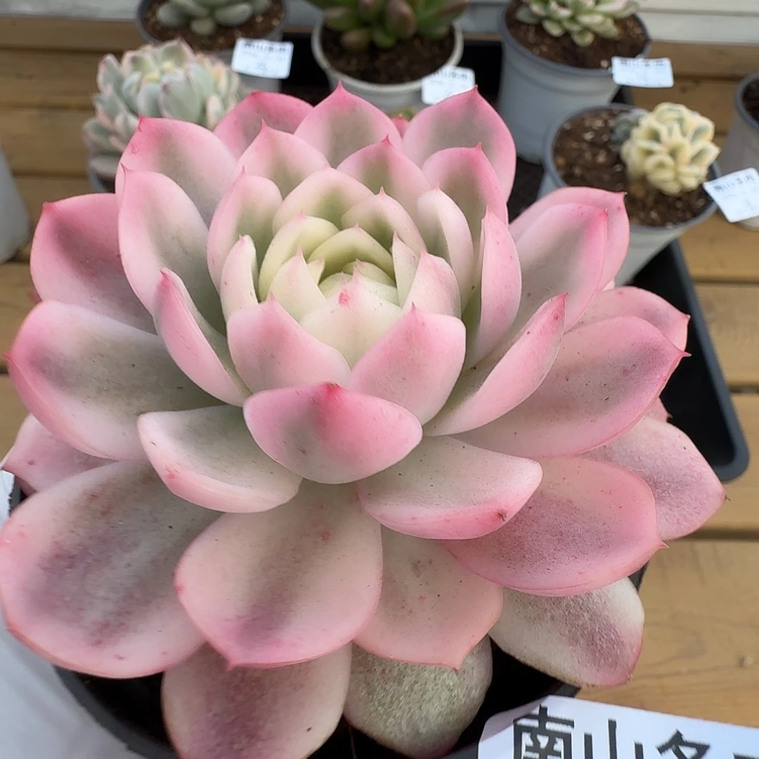 粉水晶锦111104-17