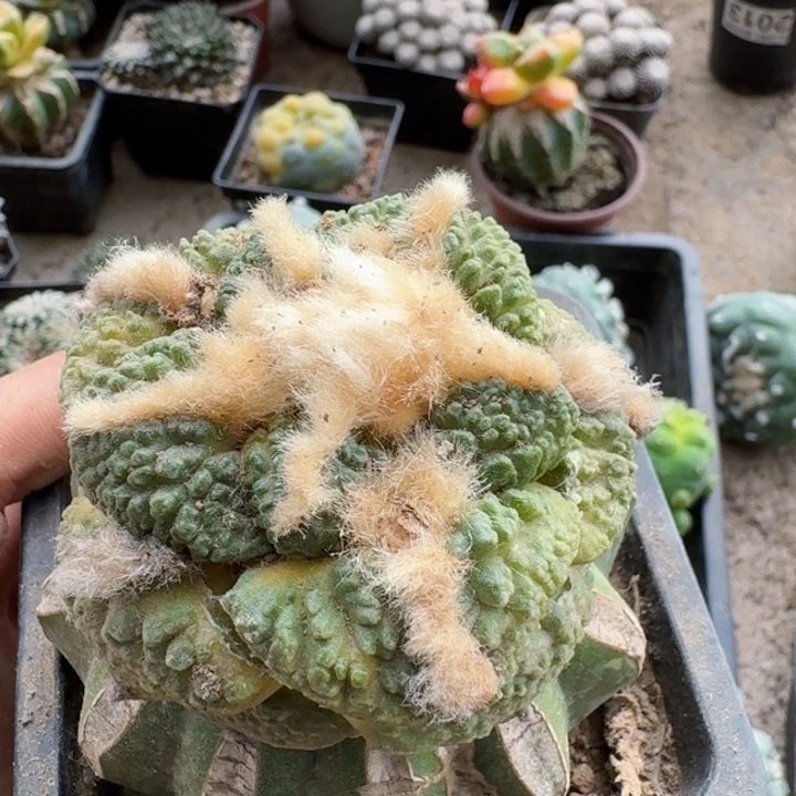 2028大尤连山牡丹锦仙人球