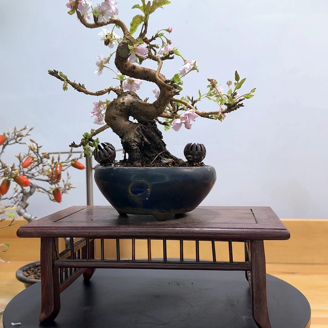 无花朵十月樱花盆景盆栽花卉盆景盆栽盆景