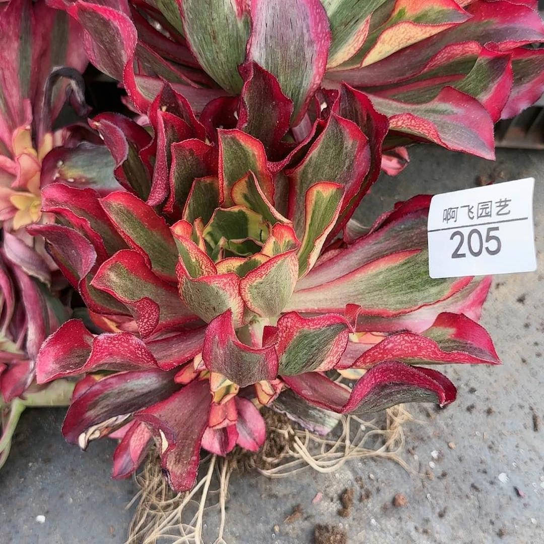 阿***拽205多肉 中奖魅影捧花