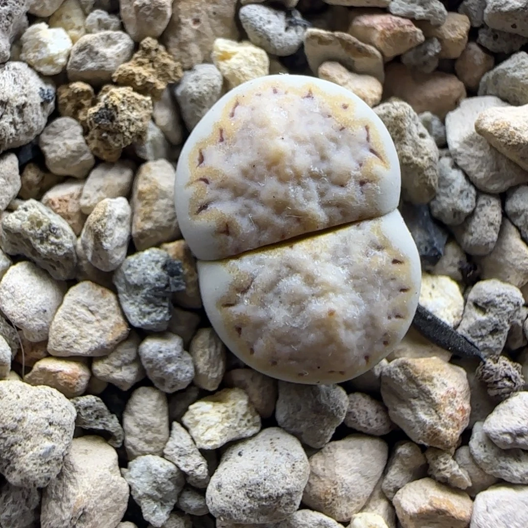 金边鱿鱼饼干大棚直播