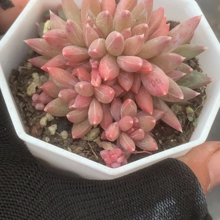 虞姬群。（满9.99包邮不满9.99发叶子）