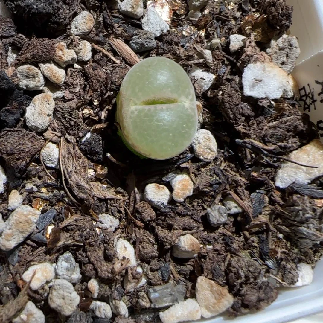 肉锥多肉植物组合-安格1357
