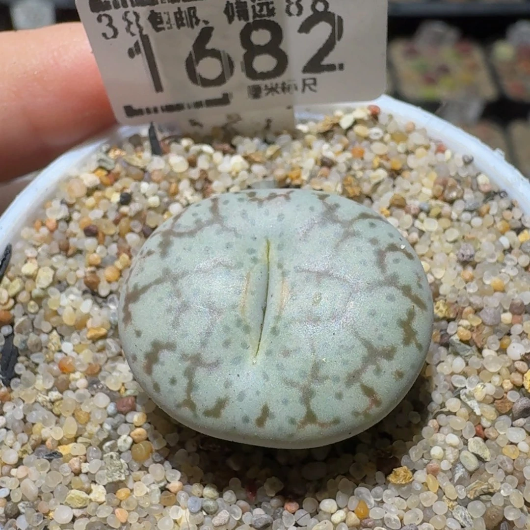 Ssss精品生石花1682