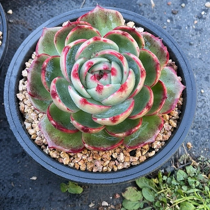 惊鸿仙子一物一拍