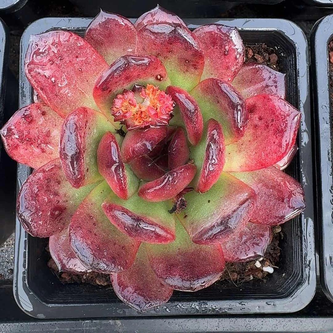 从前慢多肉编号tm宝石