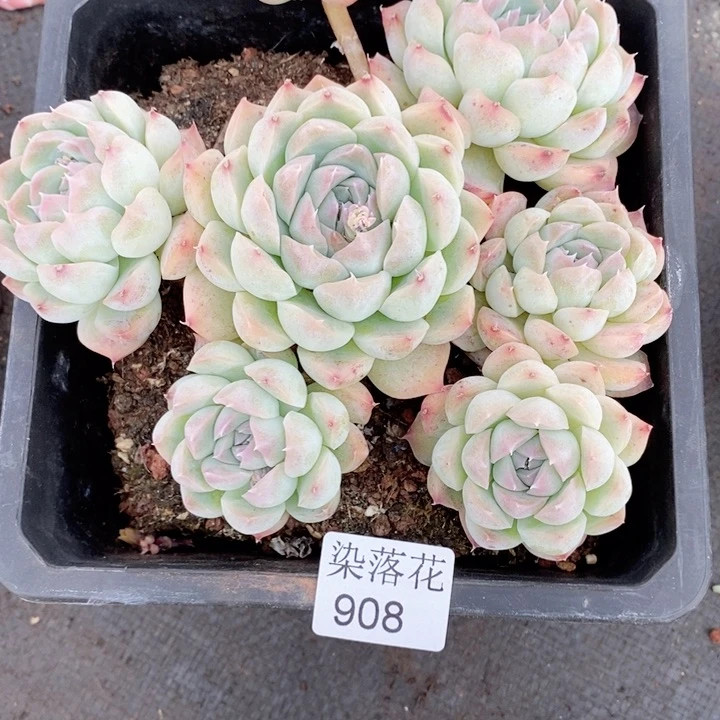 精品多肉植物不包掉头