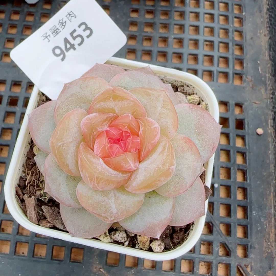 新品，9453多肉植物