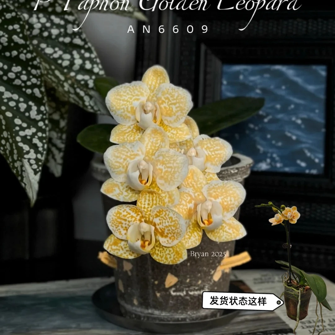 雅风黄金豹原生种蝴蝶兰蝴蝶兰四季好养精美花卉花苞多2.8杯