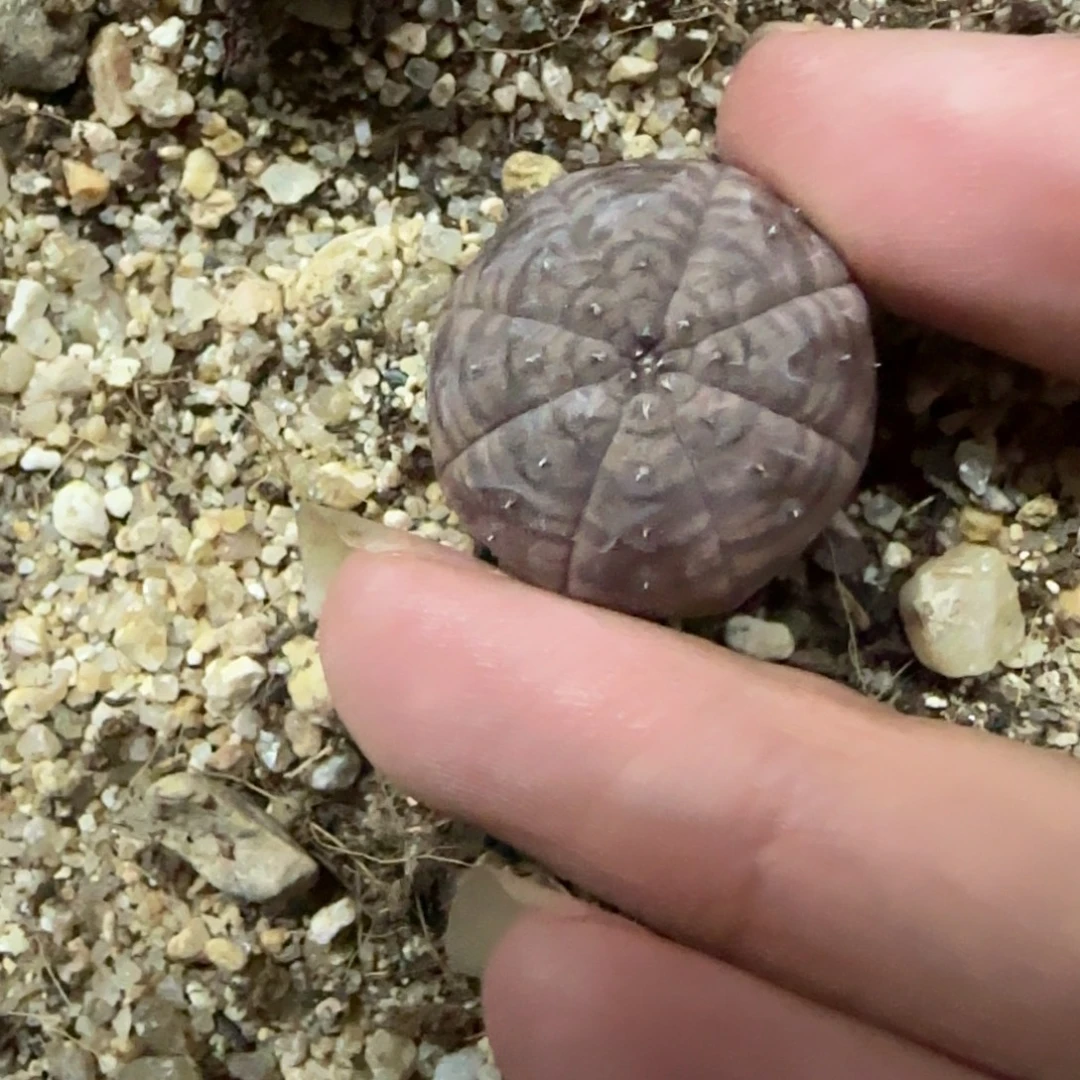 046实生2厘米血斑欧布多肉