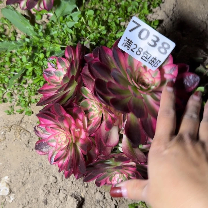 7038三号棚倾城多肉W