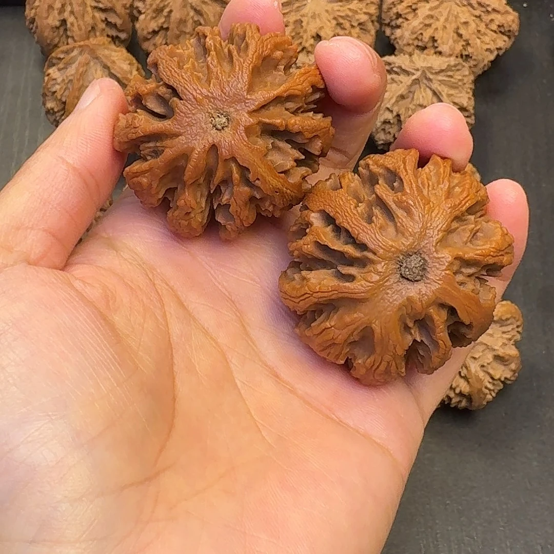 如***形核桃突突突突突突突突突突突突突突