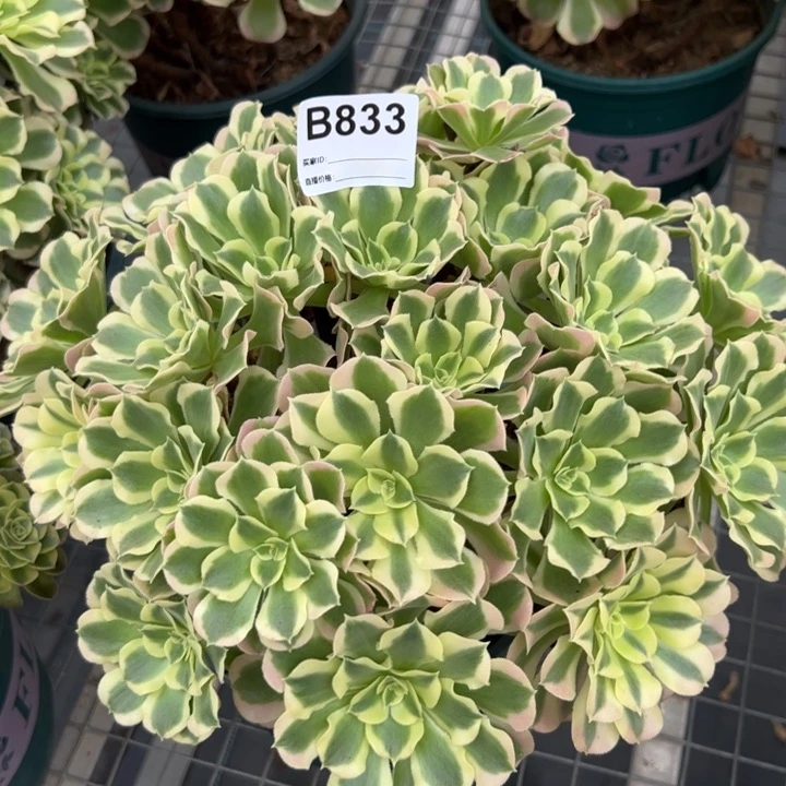 833白凤朵朵30厘米左右