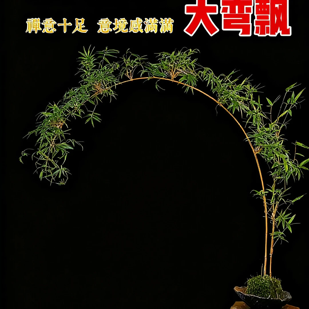红观音竹室内外可水培可土培观赏鲜活绿植客厅竹子绿植盆栽