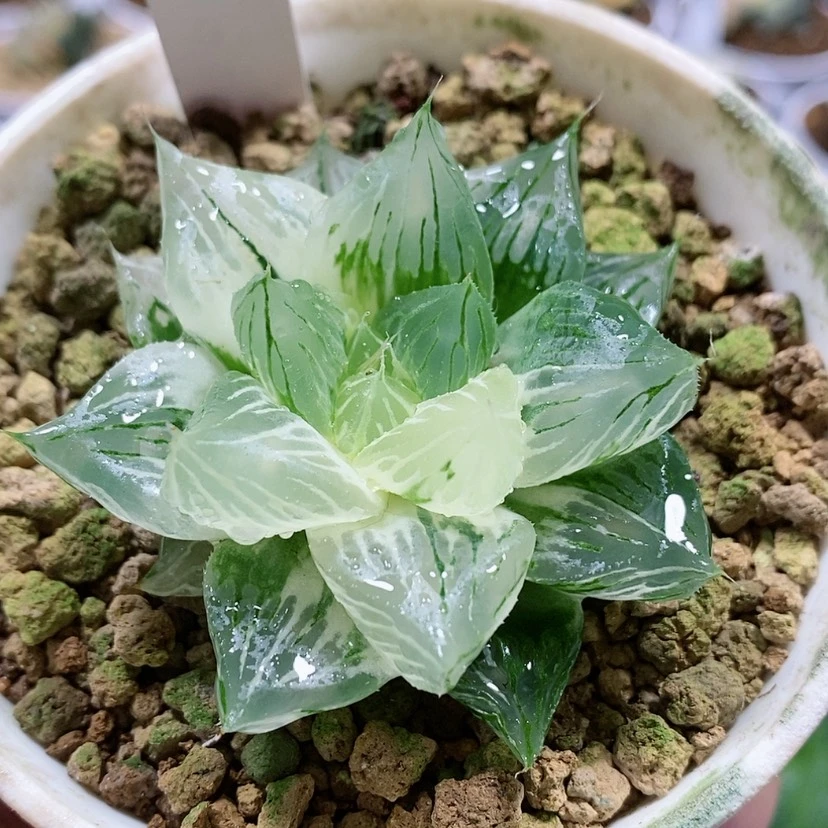 【闪购商品】83灯芯