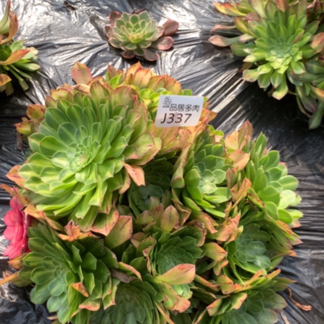 【闪购商品】知否大棚地里337